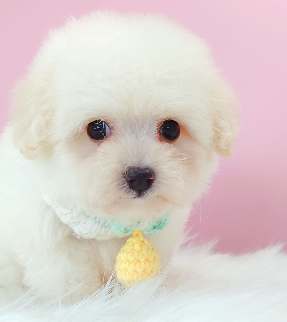 Bichon Frise 比熊