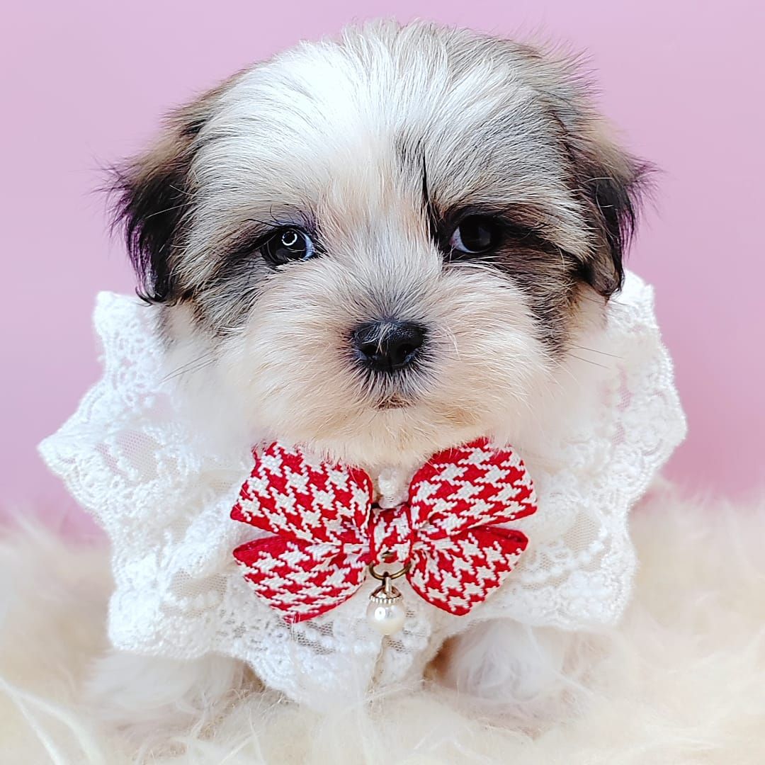  Shih Tzu 西施