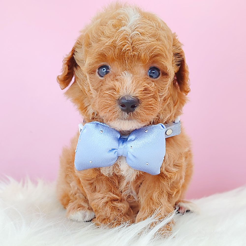 Poodle 娉拌开璐靛