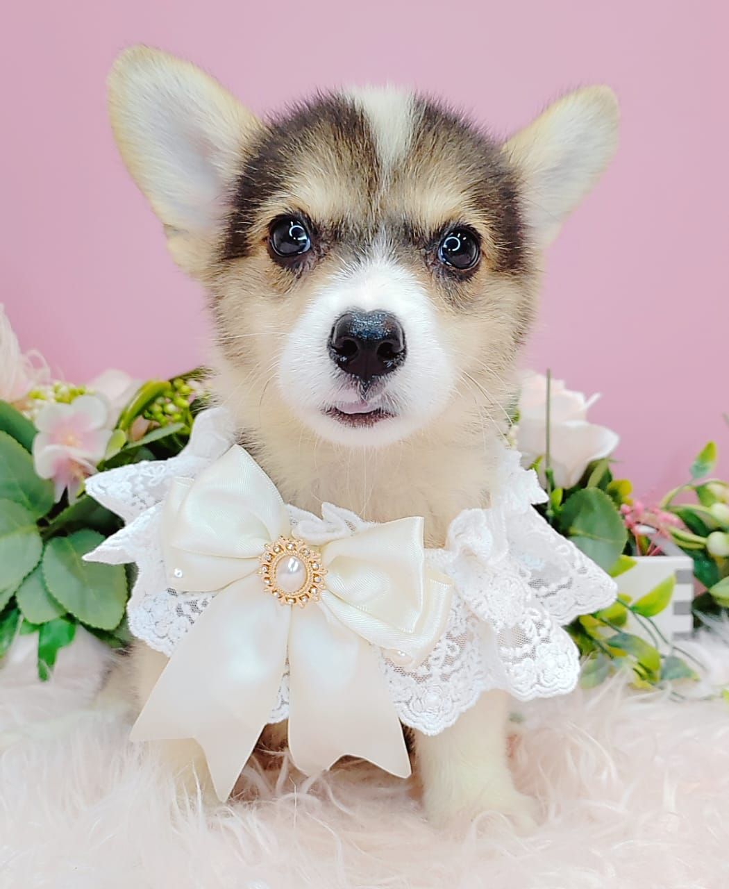 Welsh Corgi 柯基