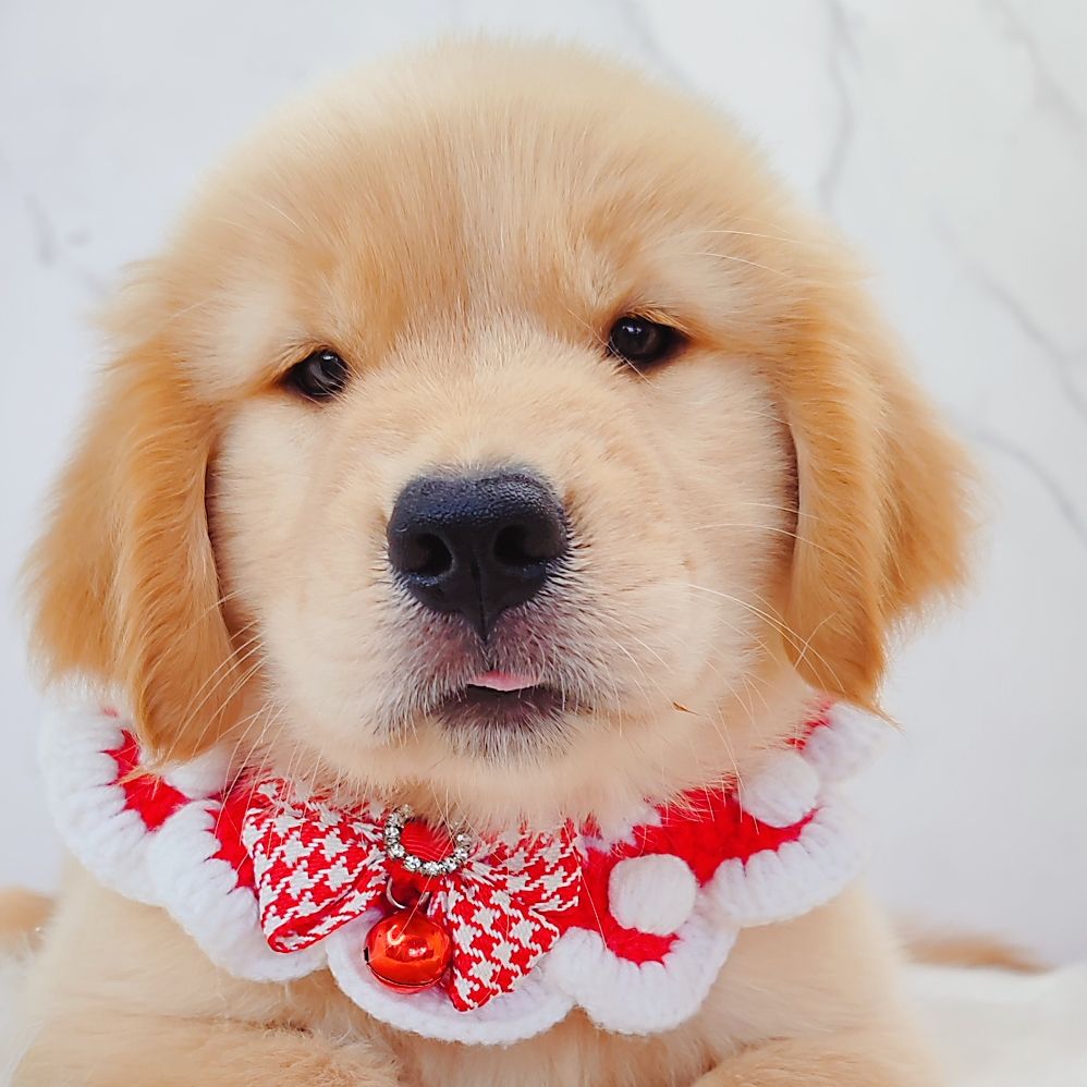Golden Retriever 黄金猎犬