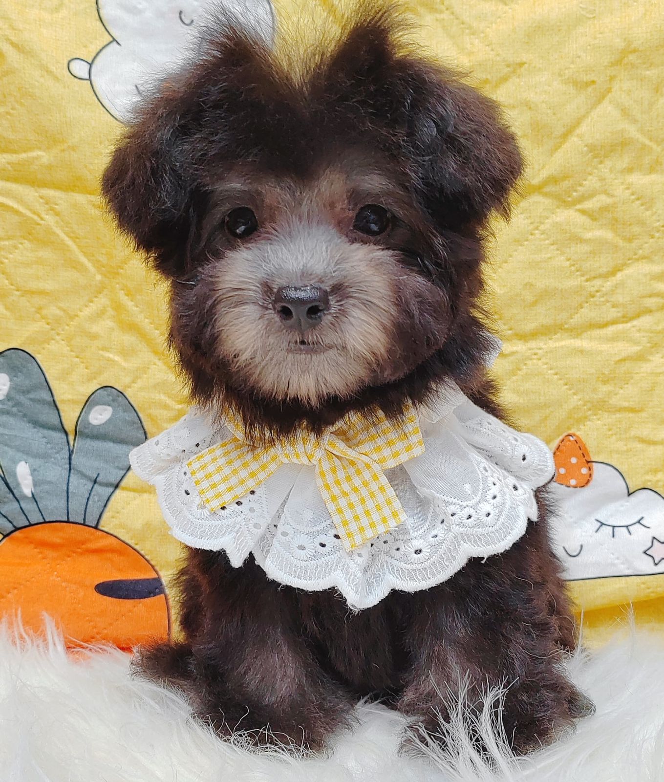 Poodle 璐靛娉拌开