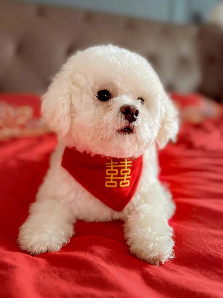 Pet Festive Chinese New Year Festival Wedding Embroidery Pet Collar Saliva Scarf 宠物新年围巾 宠物家有喜事围巾