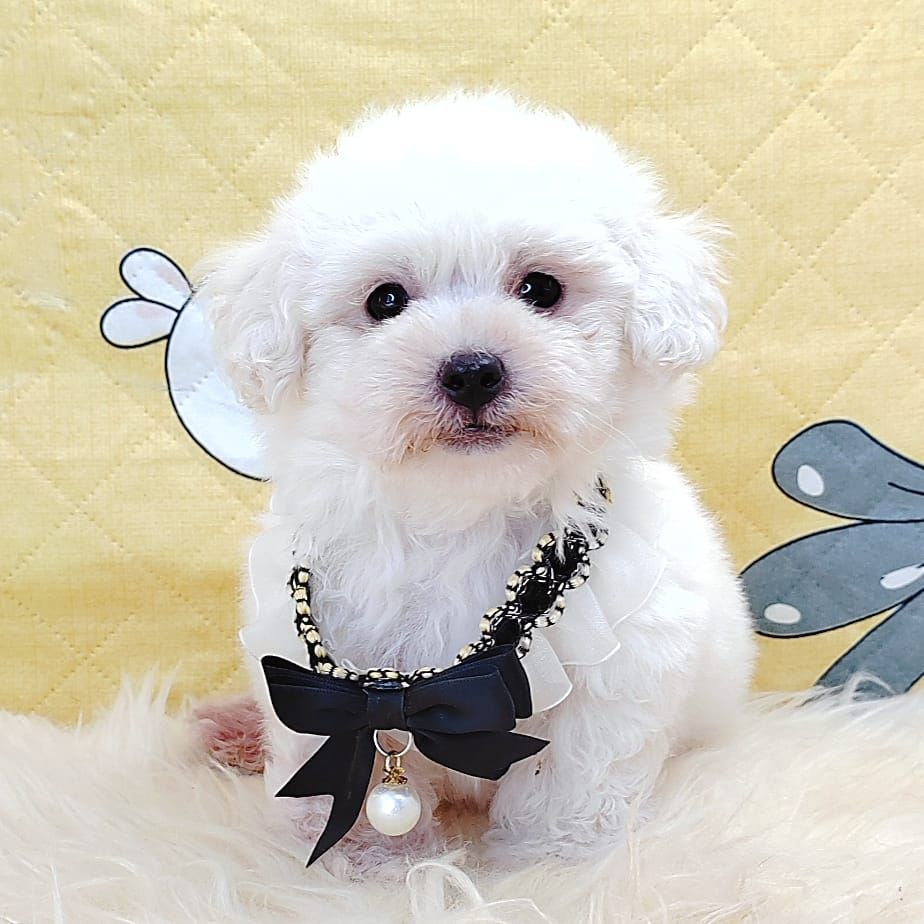 Poodle 娉拌开璐靛