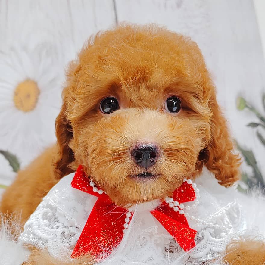 Poodle 娉拌开璐靛