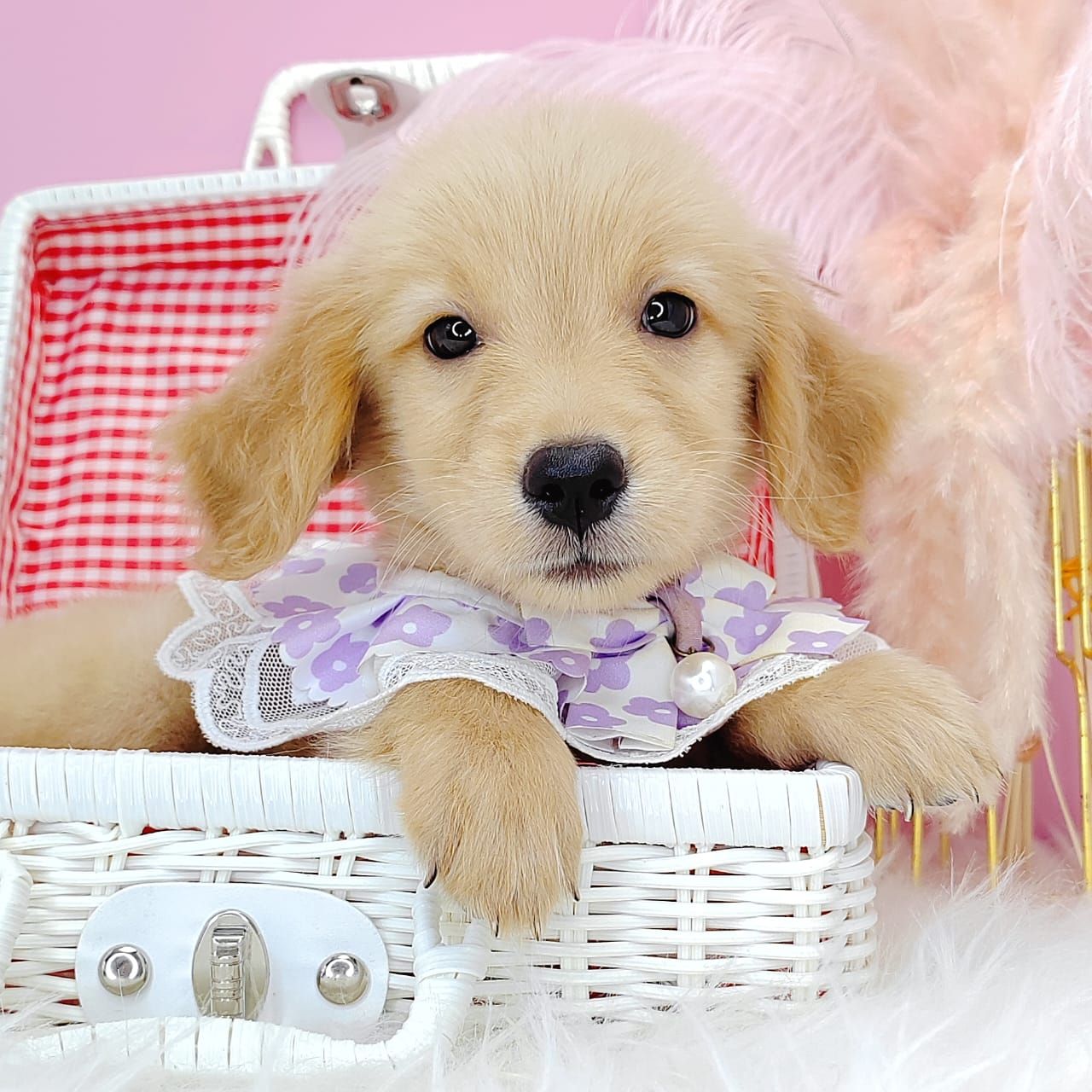 Golden Retriever 黄金猎犬