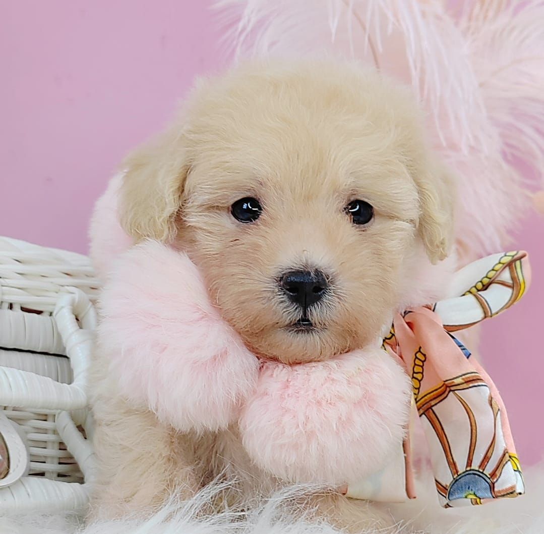 Poodle 娉拌开璐靛