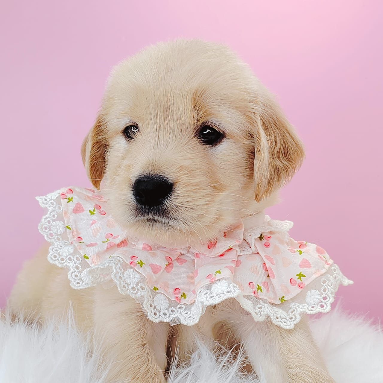 Golden Retriever 黄金猎犬