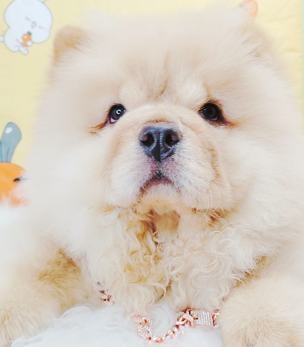 Chow Chow 松狮犬