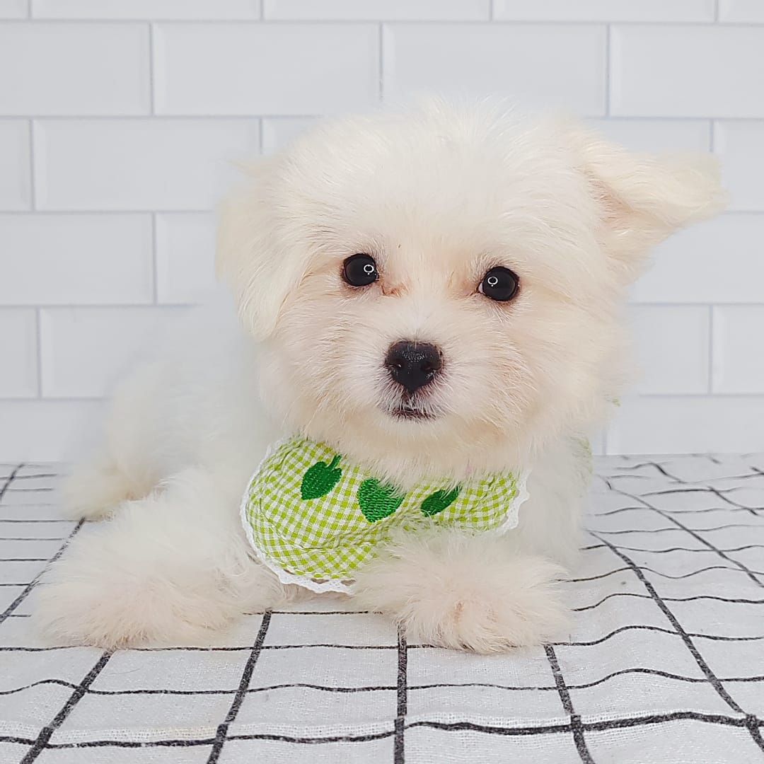 Maltipoo 马尔泰迪