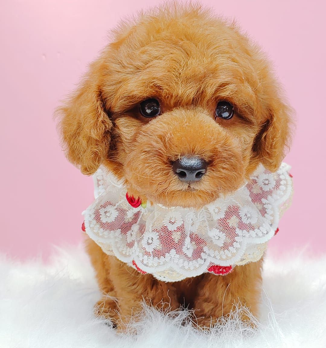 Poodle 娉拌开璐靛