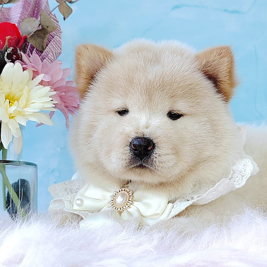 Chow Chow 松狮犬