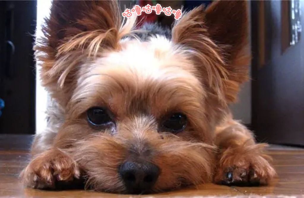 Yorkshire Terrier 约克夏