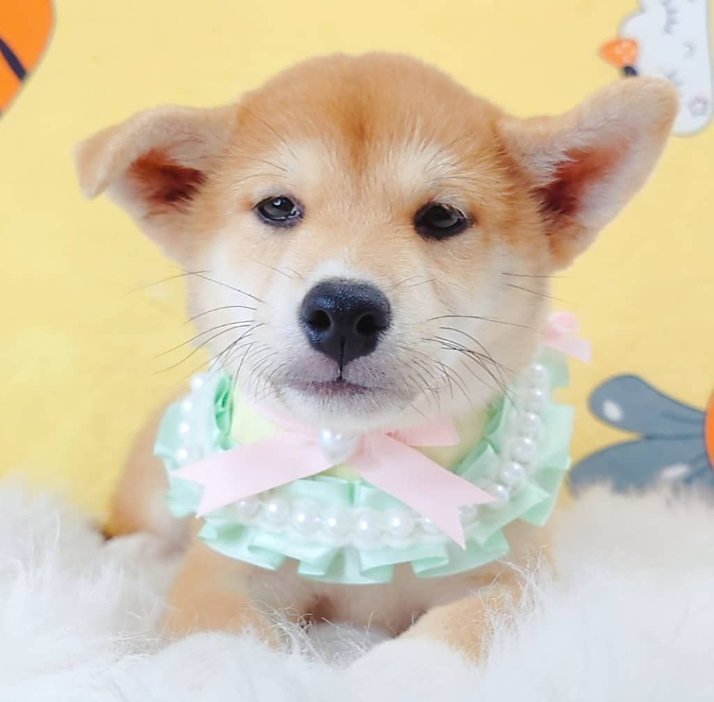 Shiba Inu 柴犬