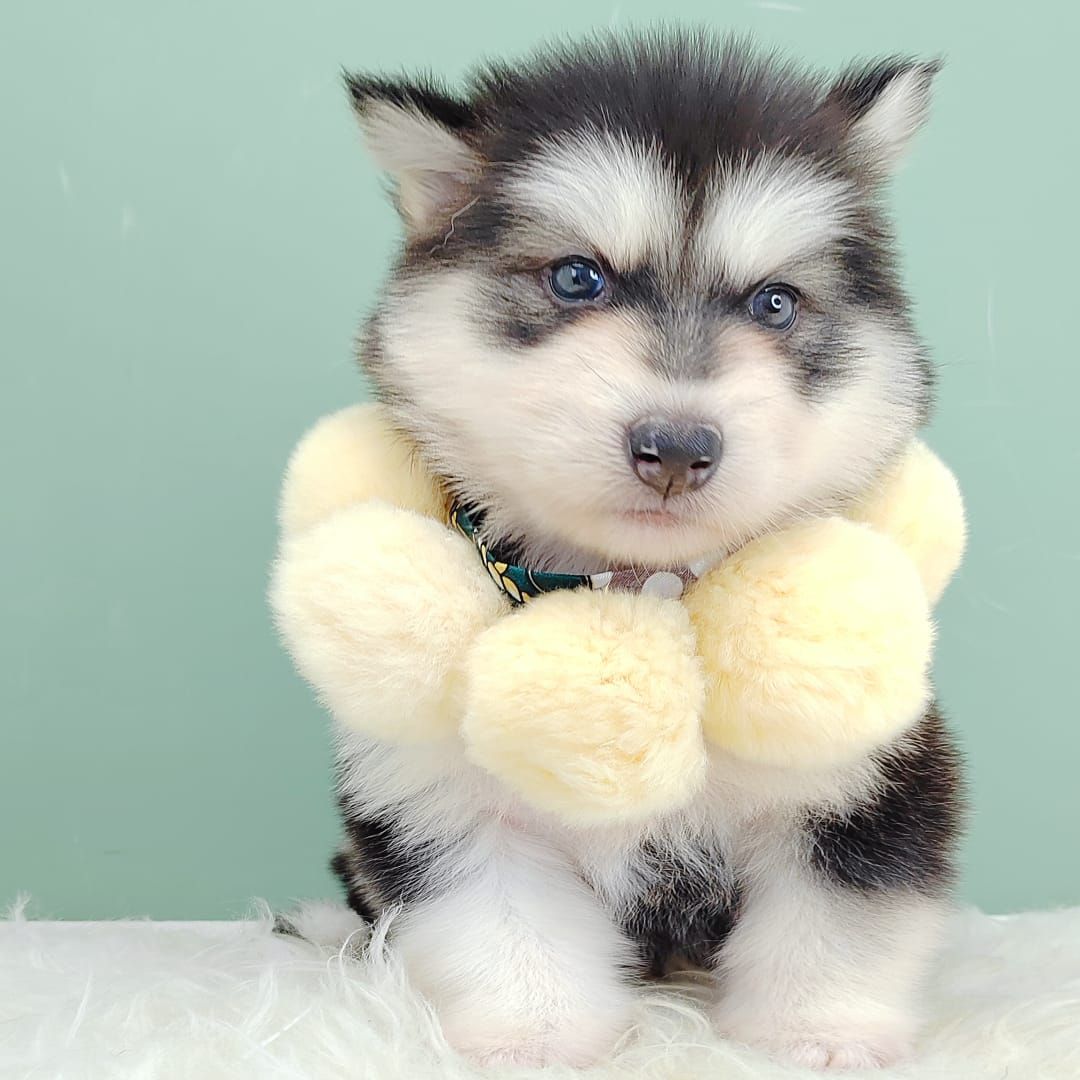 Wooly Alaskan 长毛哈士奇