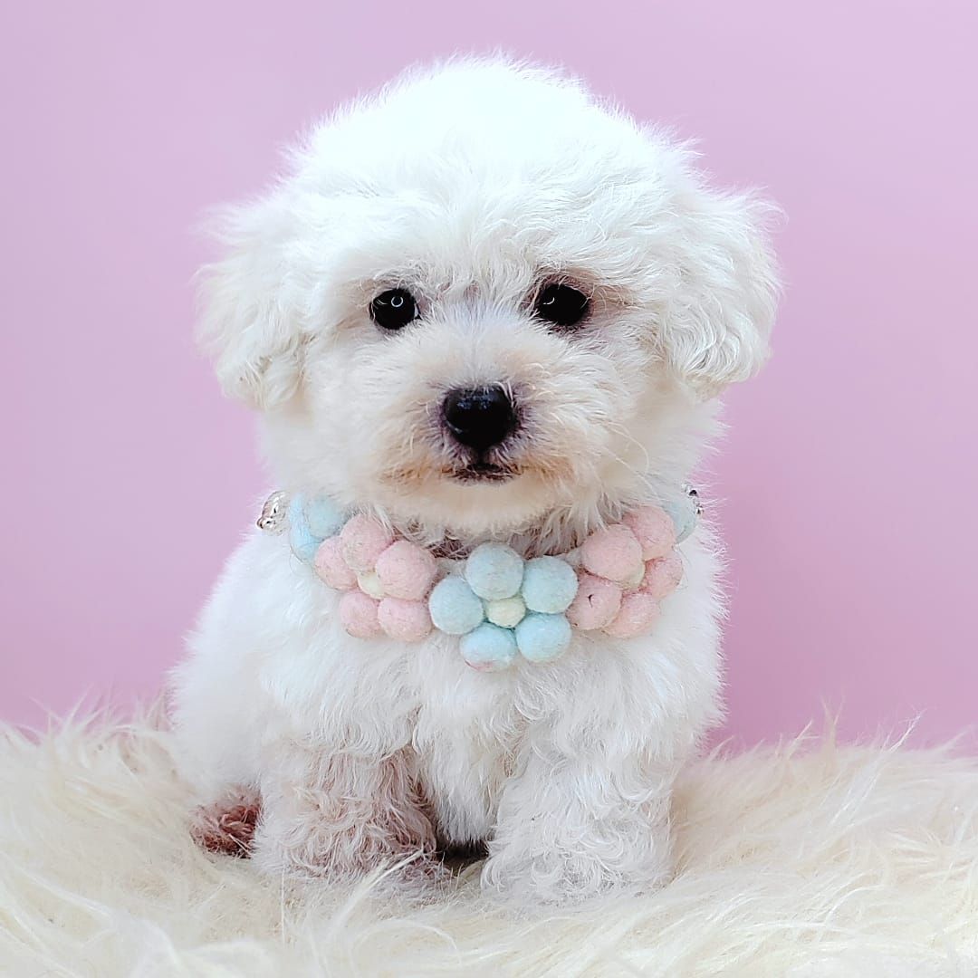 Poodle 娉拌开璐靛
