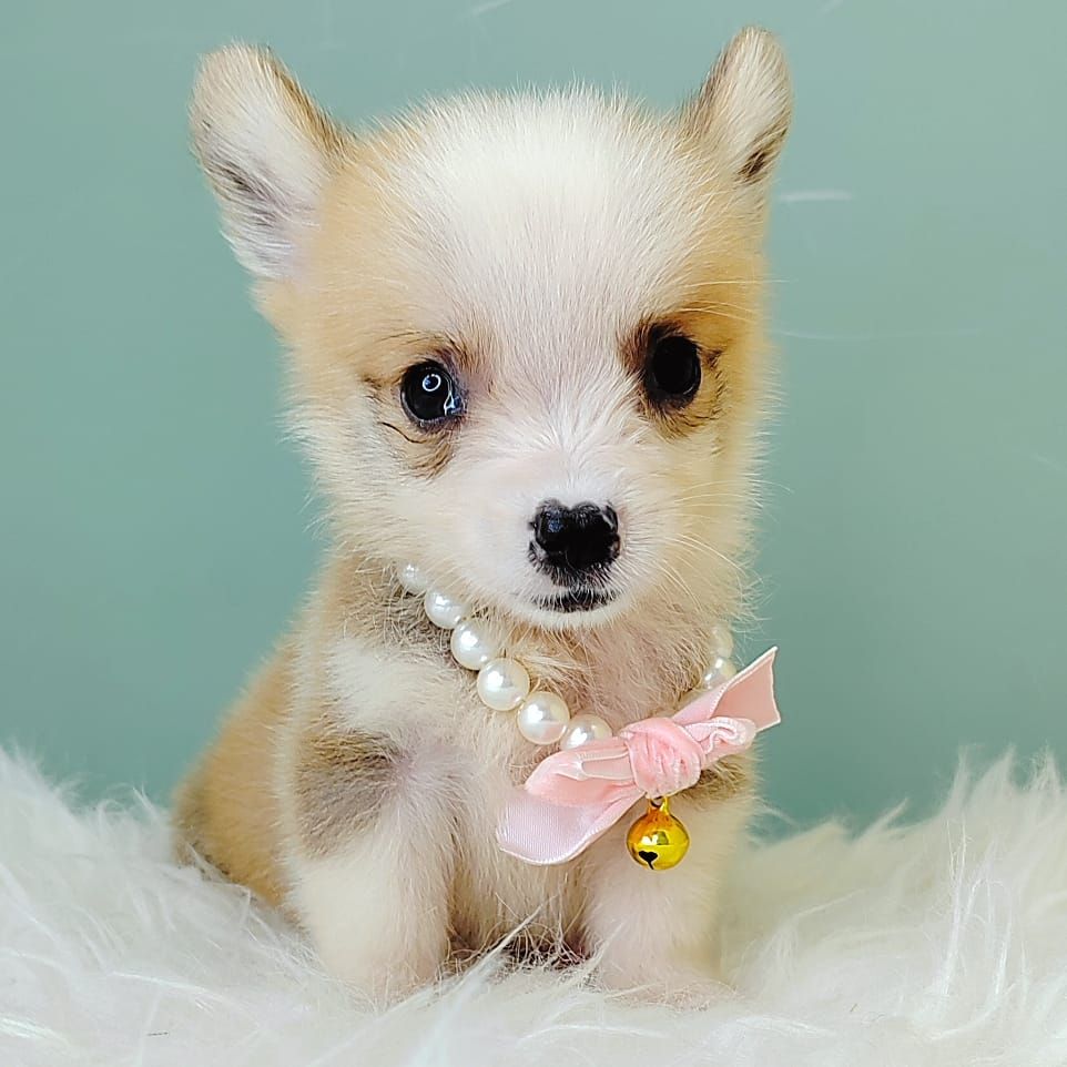 Corgi 柯基