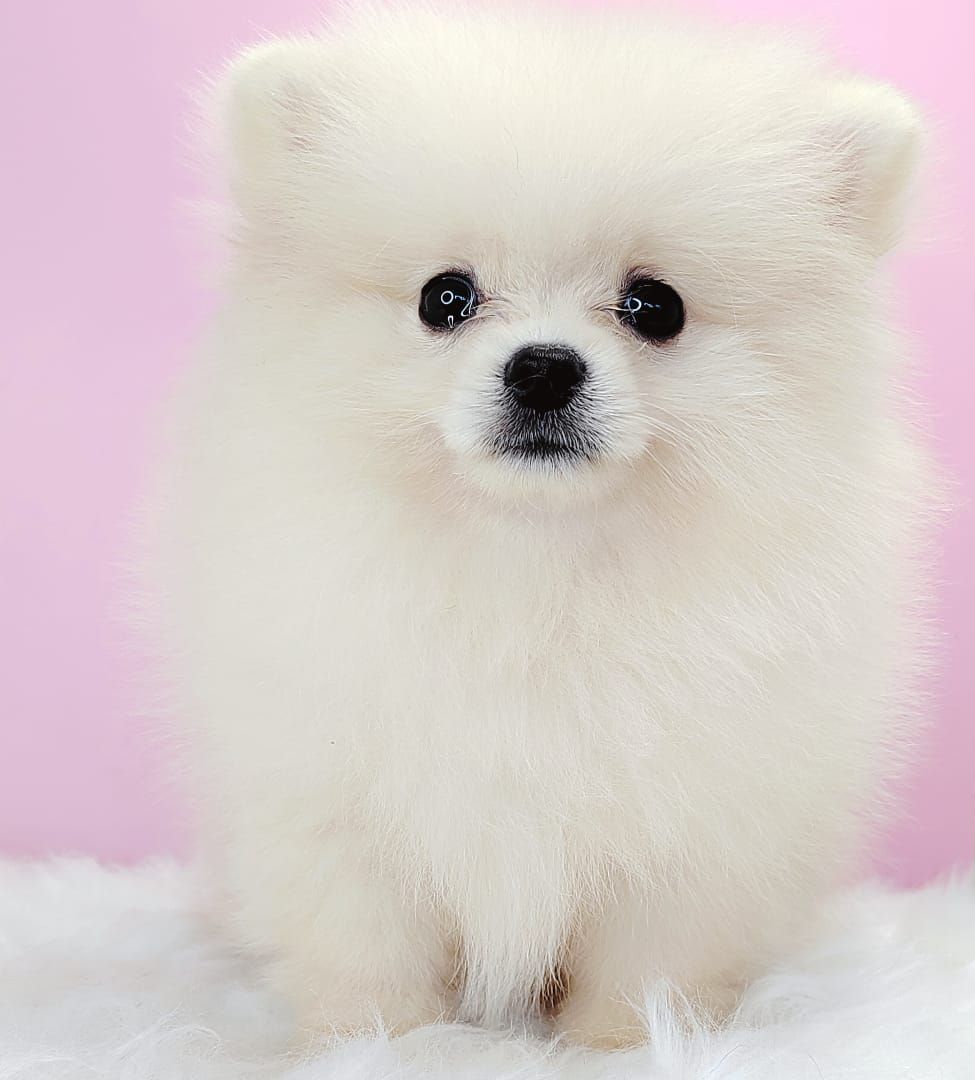 Pomeranian 博美