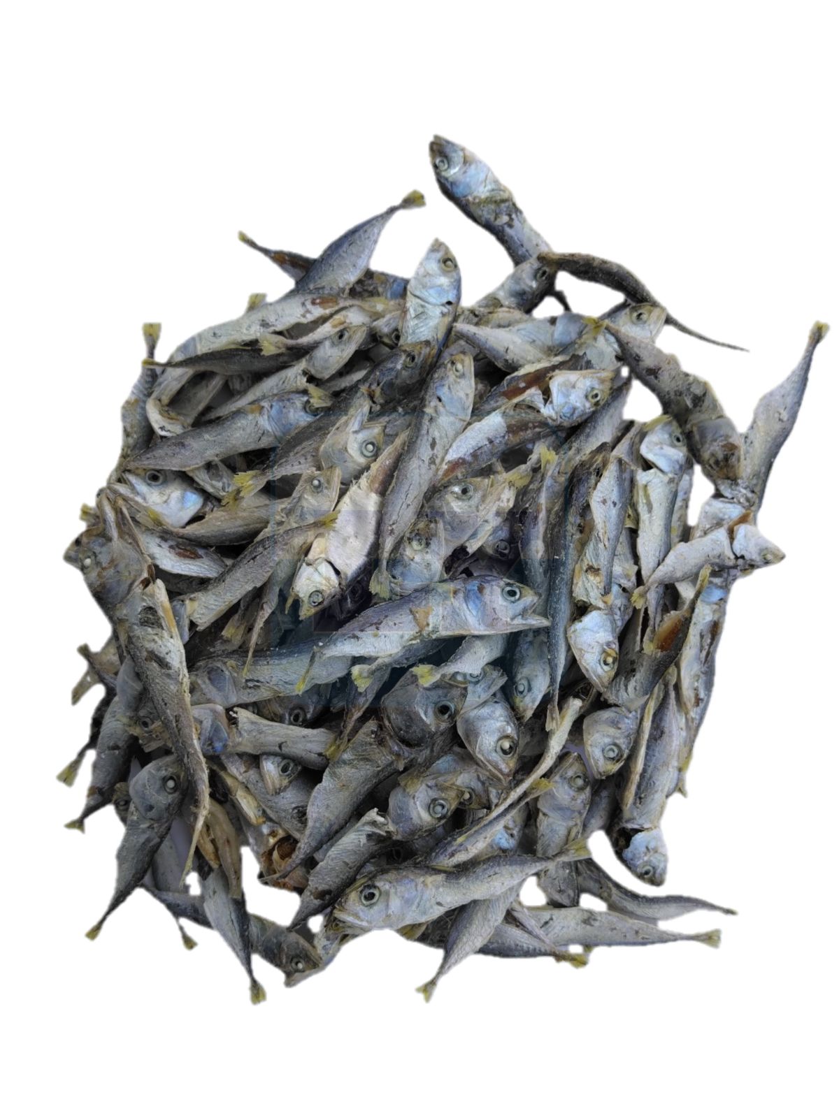 Ikan Bilis Kembong