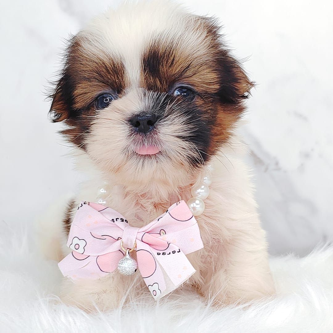 Shih Tzu 西施