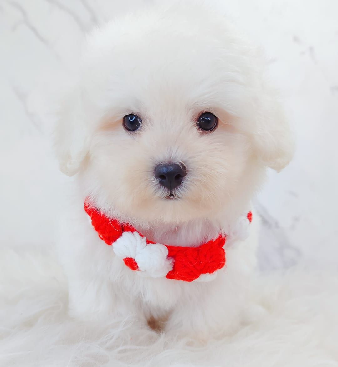 Bichon 比熊