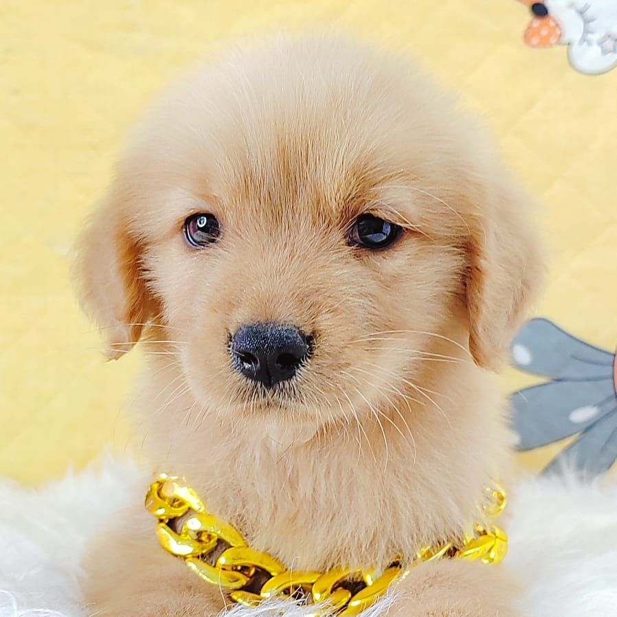 Golden Retriever 黄金猎犬