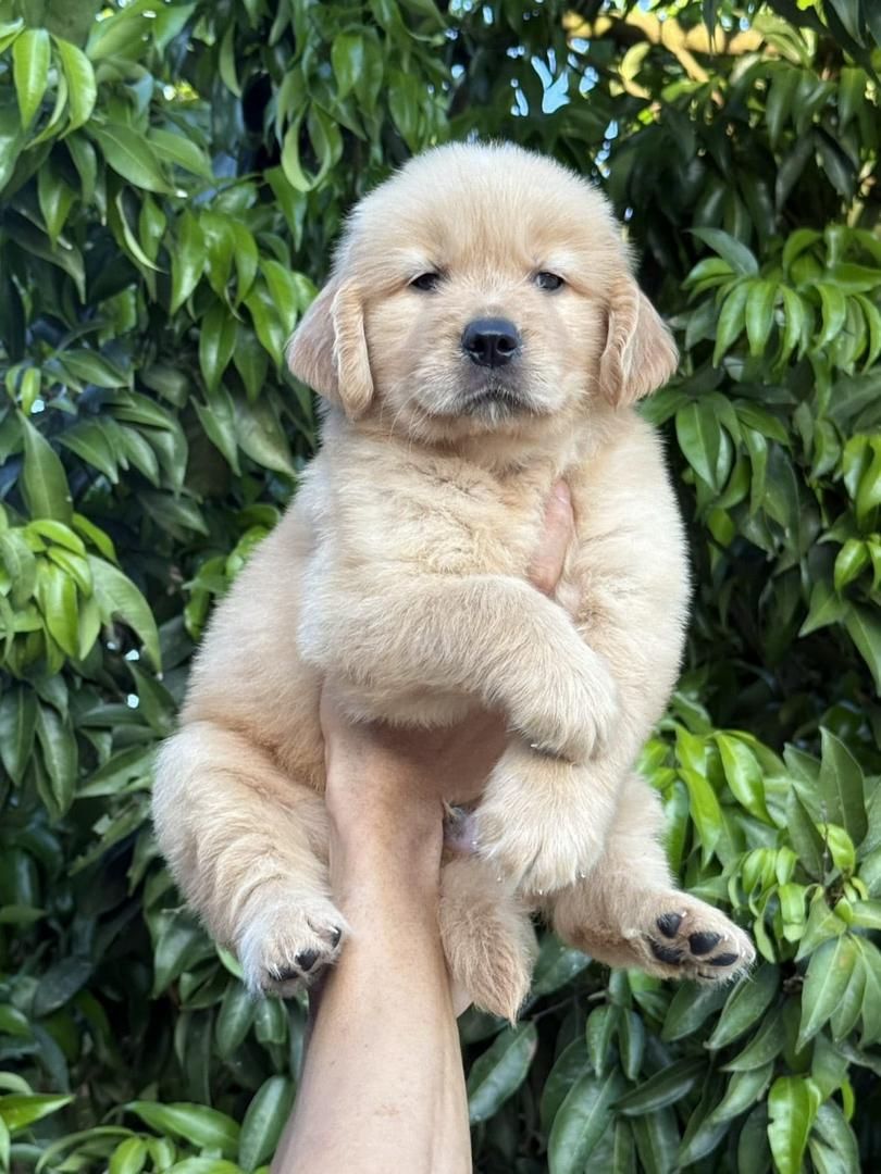 Golden Retriever 黄金猎犬