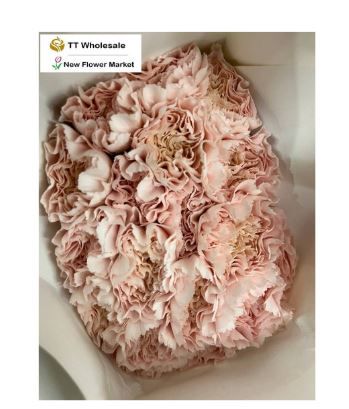 Buy Fresh Carnation Flowers – Available in Multiple Colors & Bouquets