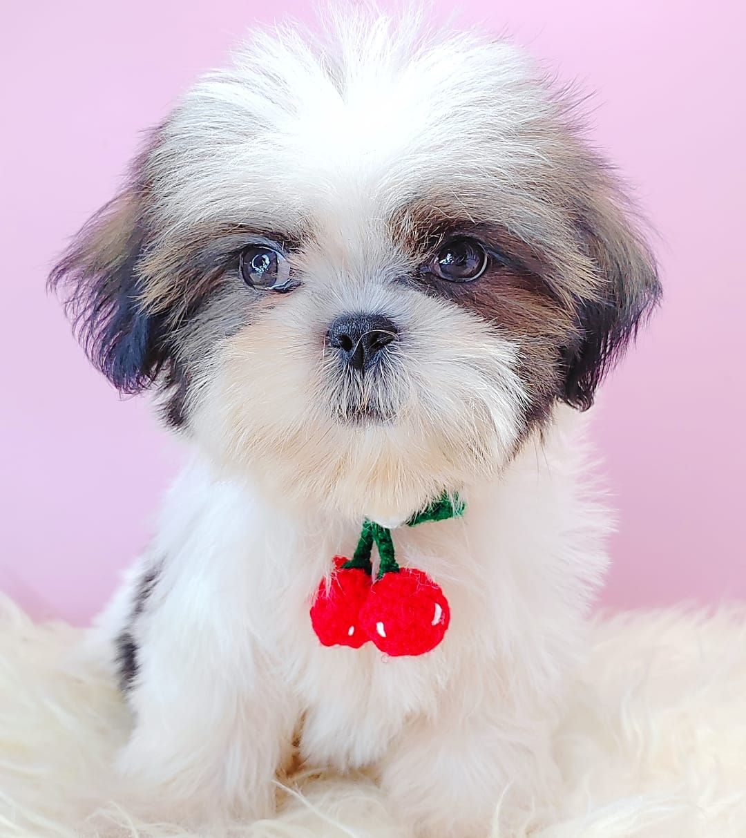 Shih Tzu 西施