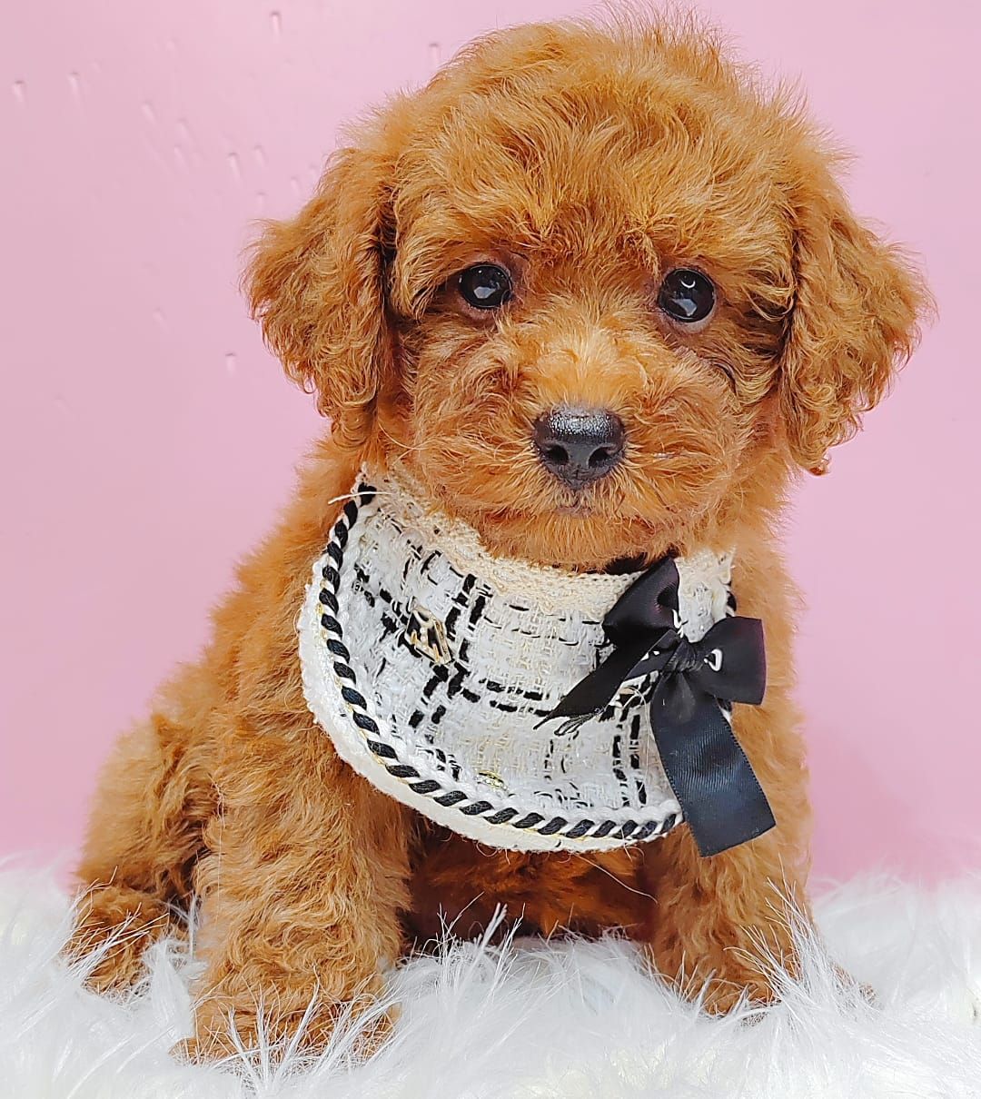 Poodle 娉拌开璐靛