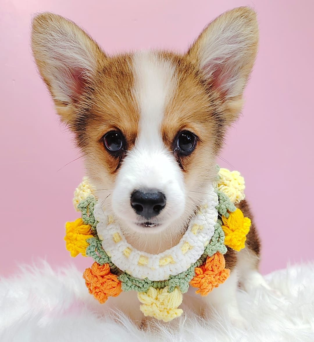 Corgi 柯基
