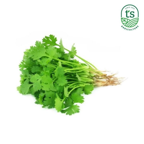 Daun Ketumbar 100gm+-