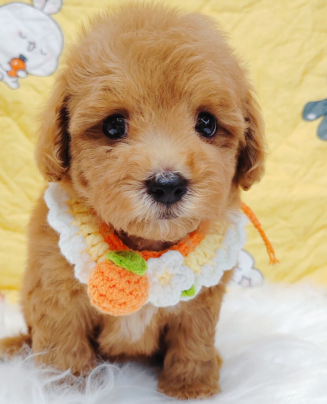 Maltipoo 马尔泰迪