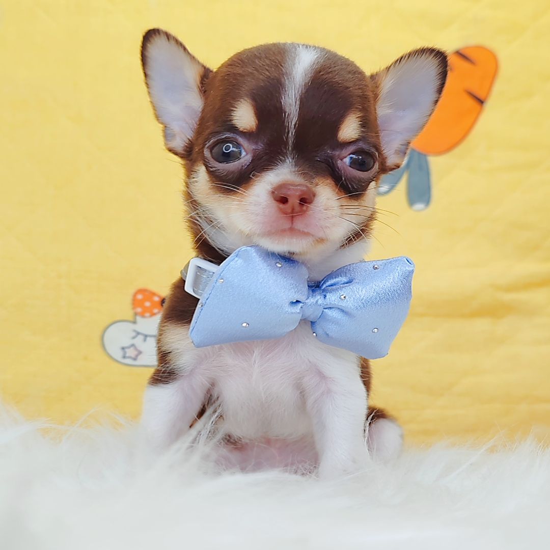 Chihuahua 吉娃娃