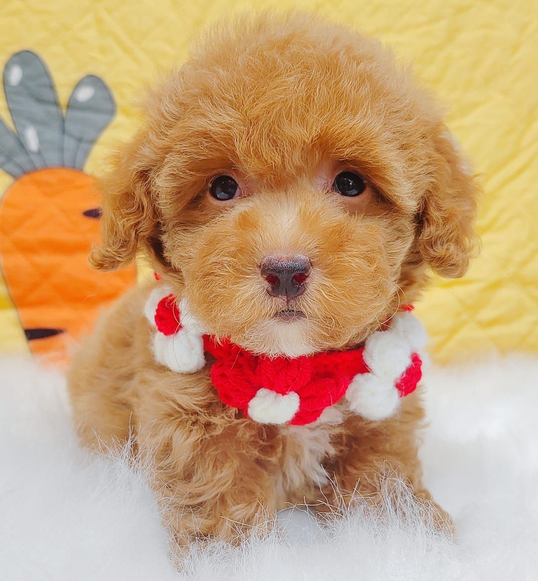 Poodle 娉拌开璐靛