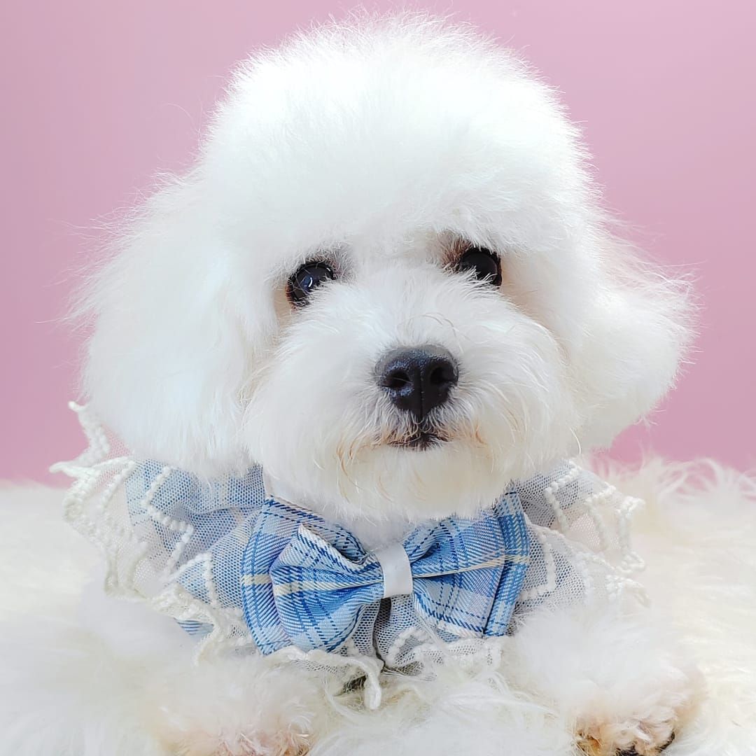 Bichon Frise 比熊