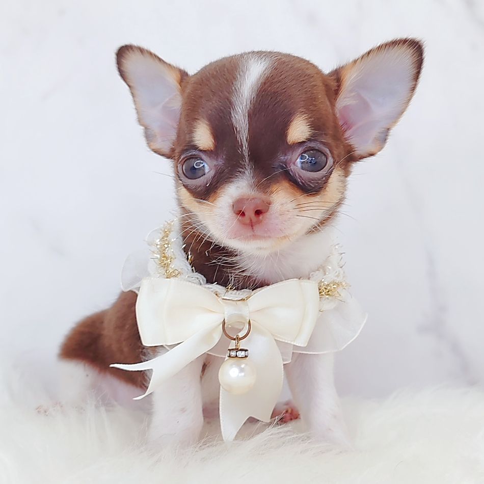 Chihuahua 吉娃娃