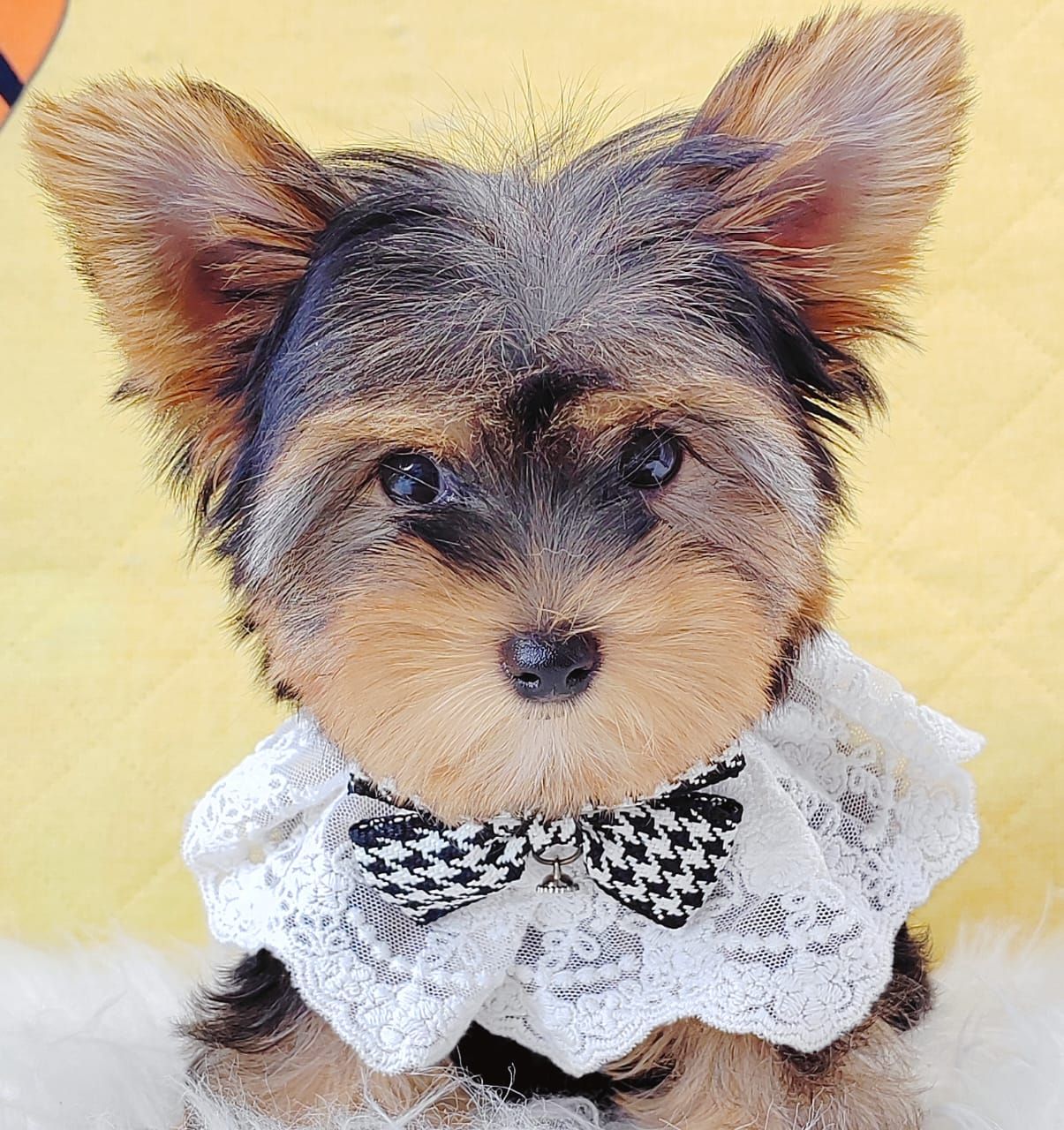 Yorkshire Terrier 约克夏