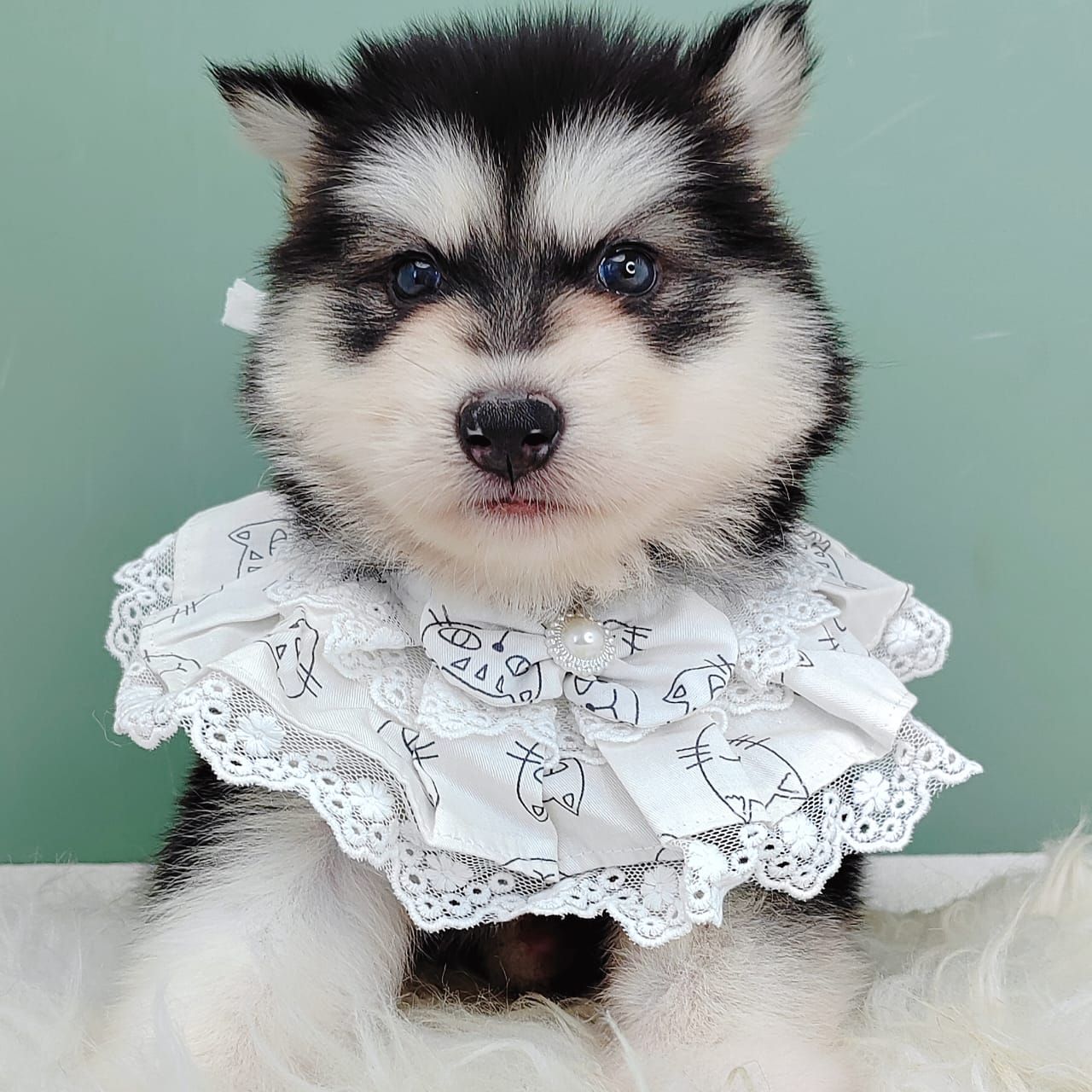 Wooly Alaskan 长毛哈士奇