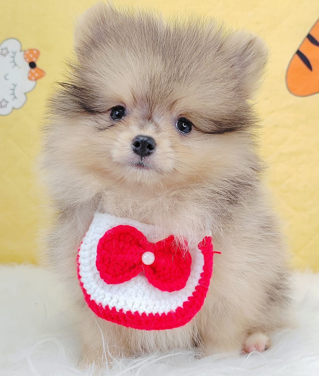 Pomeranian 博美