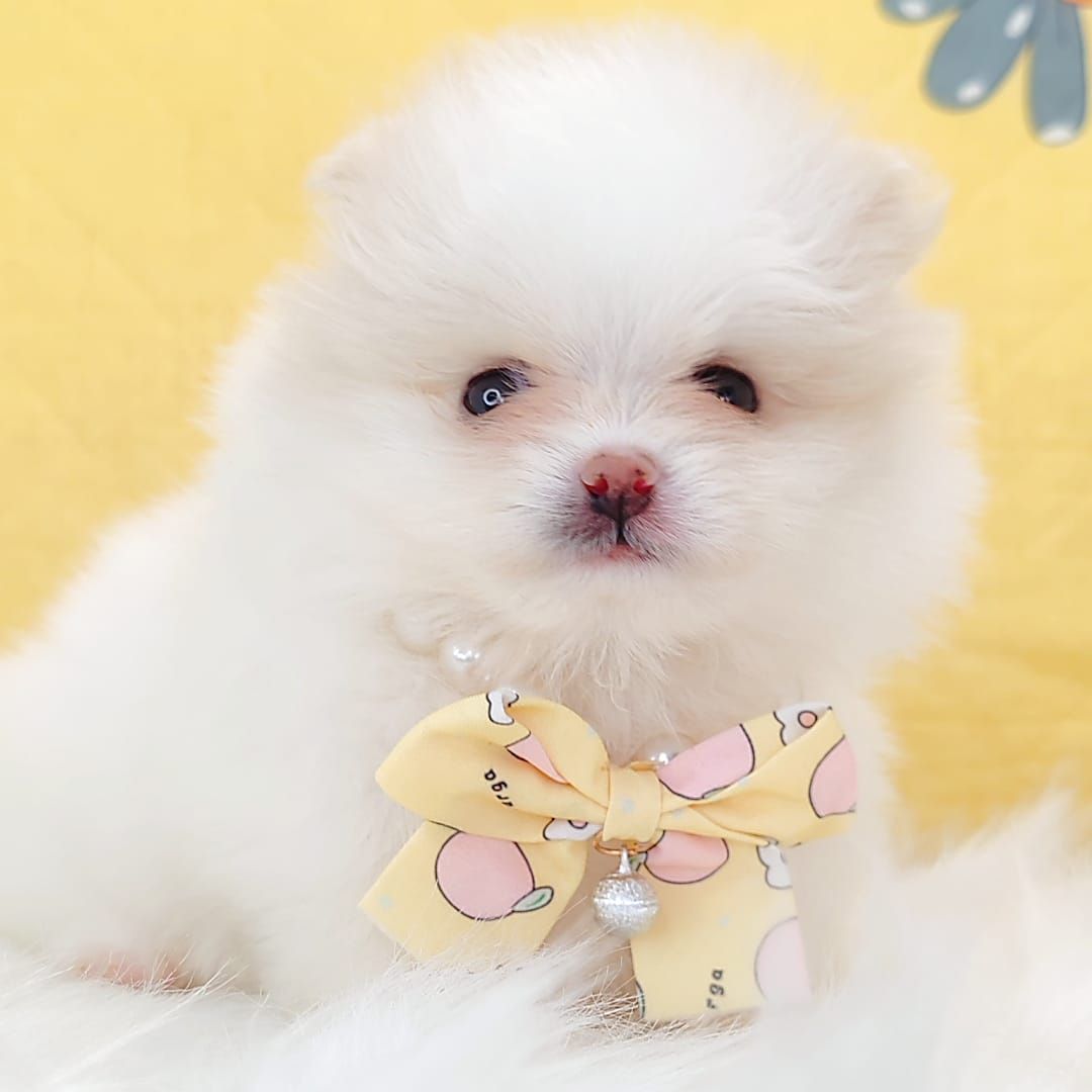 Pomeranian 博美