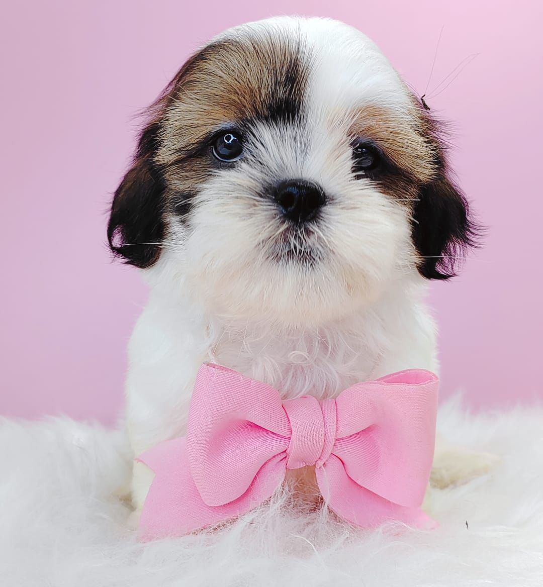 Shih Tzu 西施
