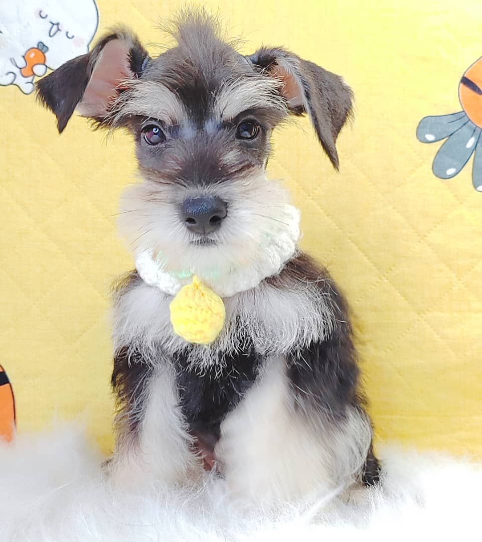 Schnauzer 雪纳瑞