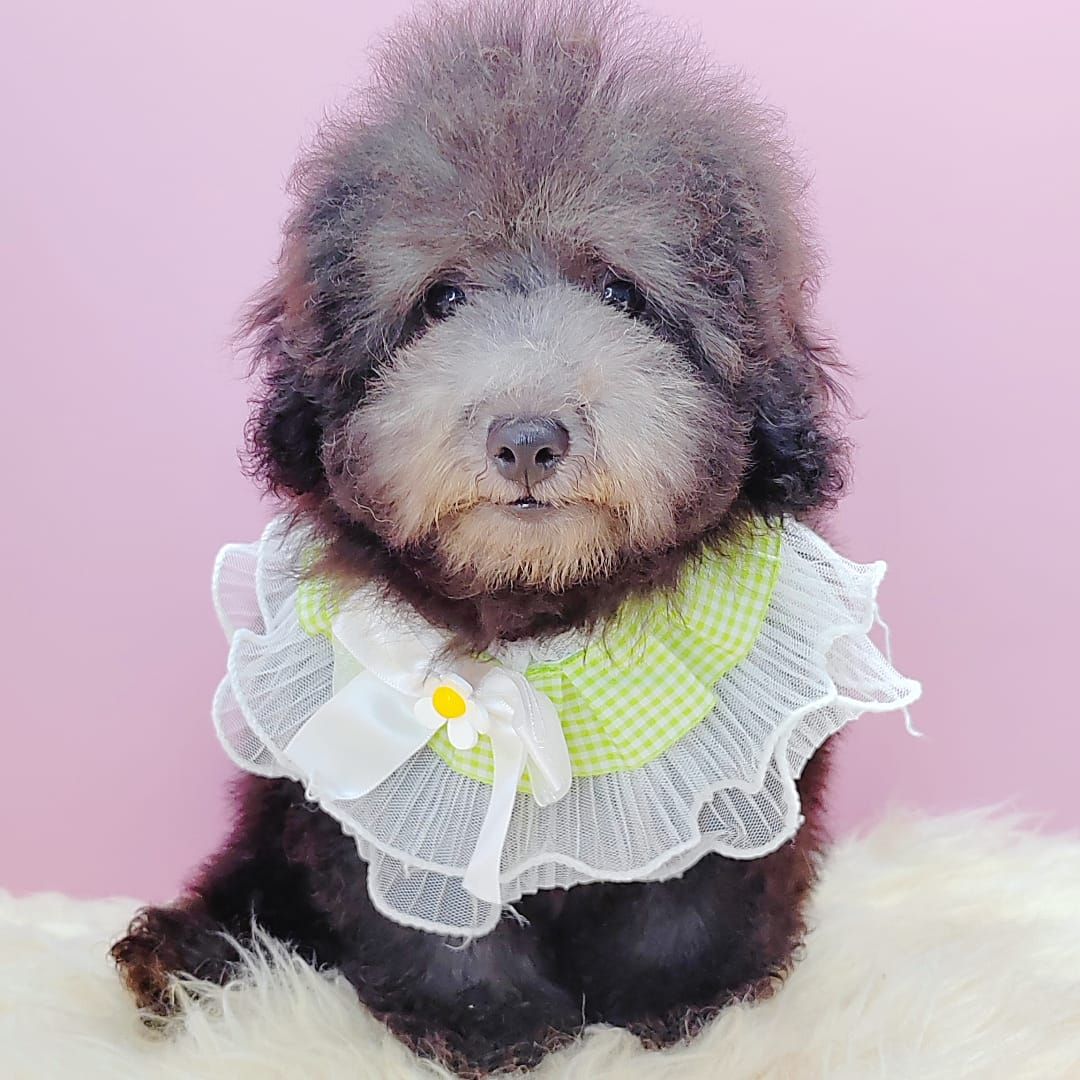 Poodle 娉拌开璐靛
