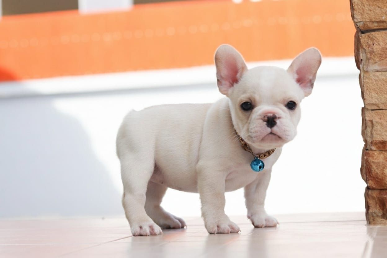 French Bulldog 法斗