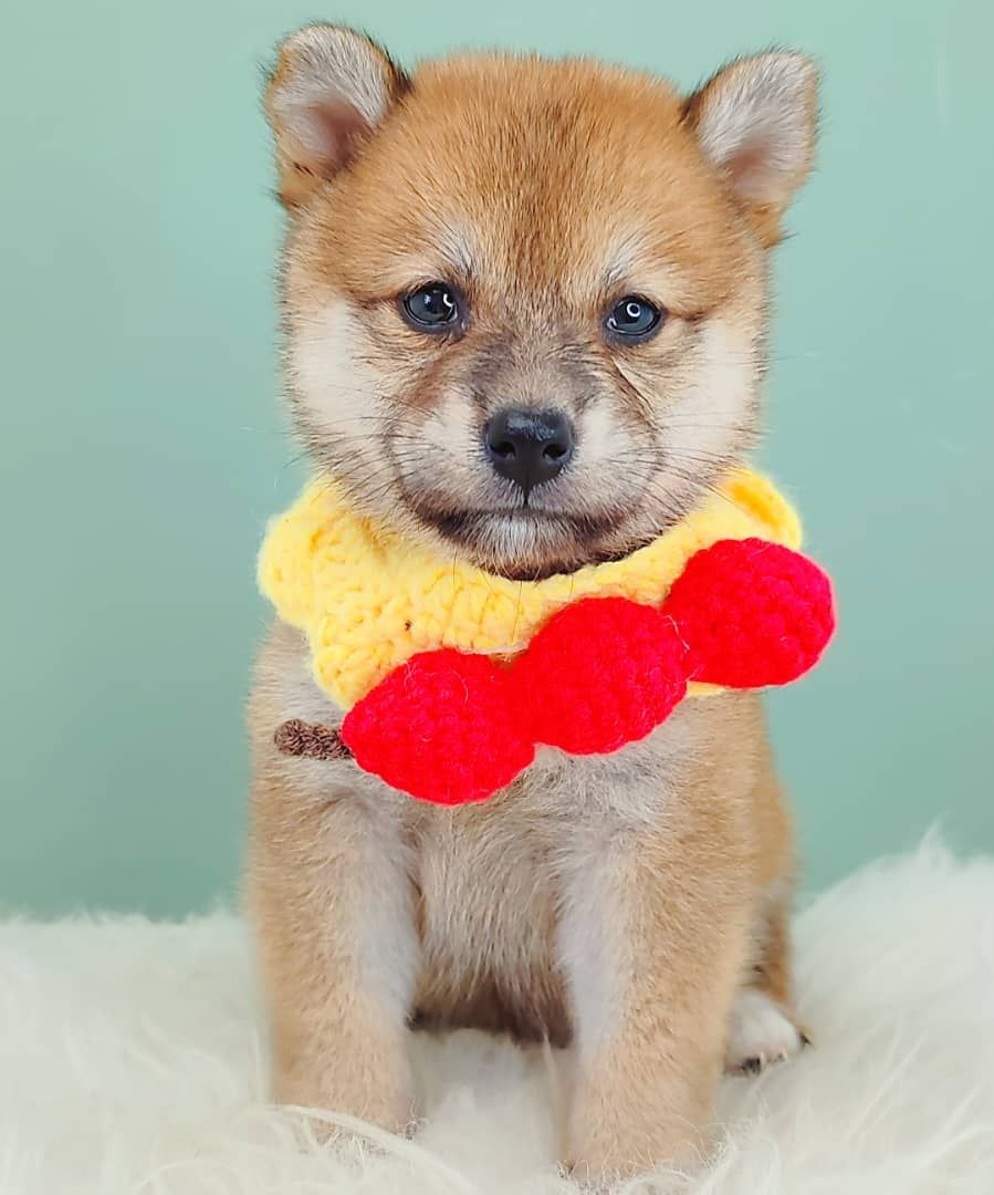 Mame inu 豆柴