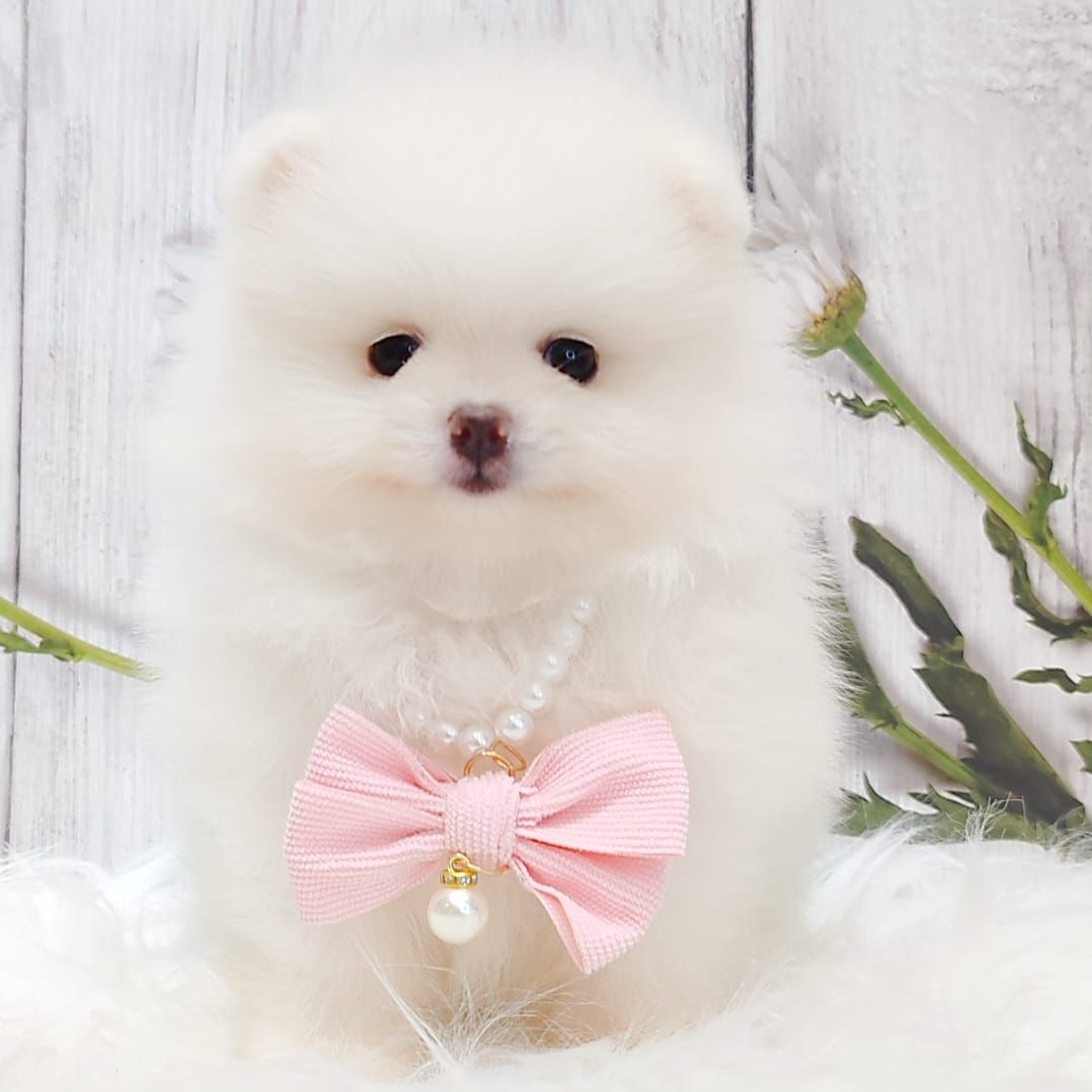 Pomeranian 博美