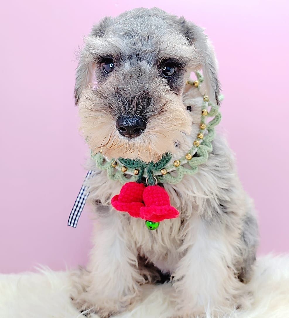 Schnauzer 雪纳瑞