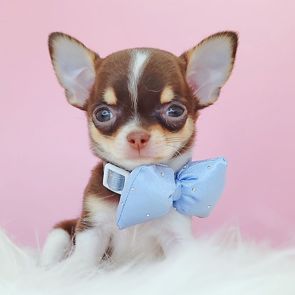 Chihuahua 吉娃娃