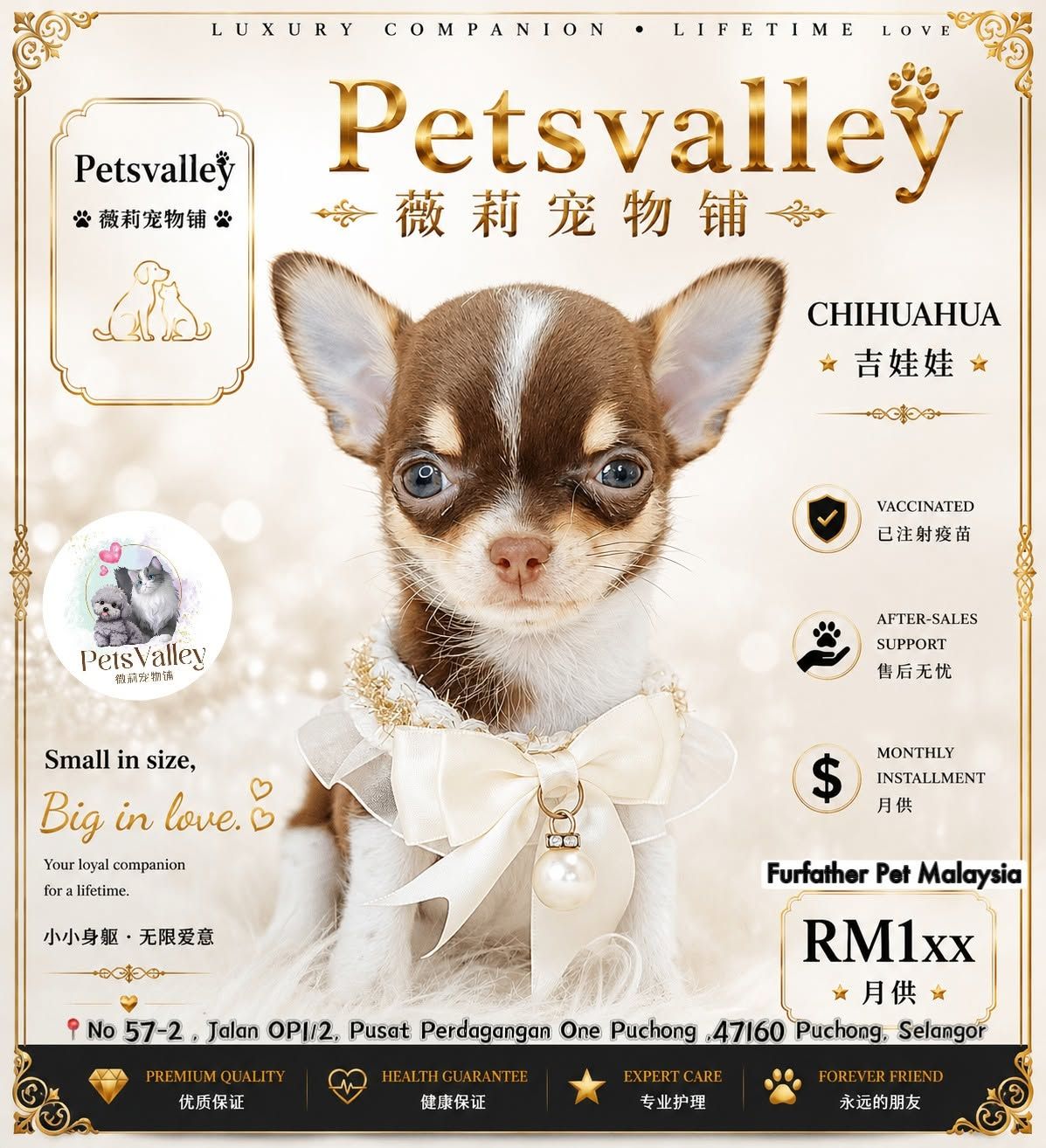 Chihuahua 吉娃娃